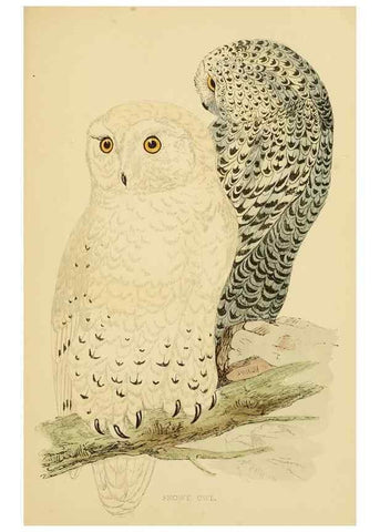 Reproducción/Reproduction 49676638862: A history of British birds.. London,Groombridge and Sons,[1862?-1867?]. 