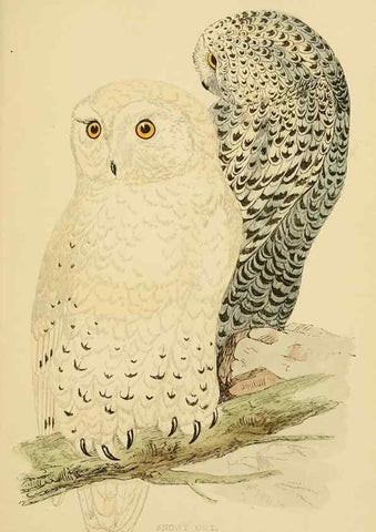 Reproducción/Reproduction 49676638862: A history of British birds.. London,Groombridge and Sons,[1862?-1867?]. 