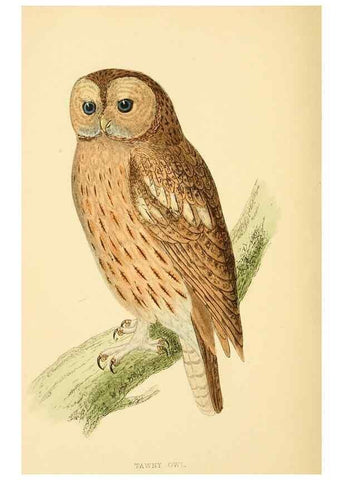 Reproducción/Reproduction 49676354321: A history of British birds.. London,Groombridge and Sons,[1862?-1867?]. 