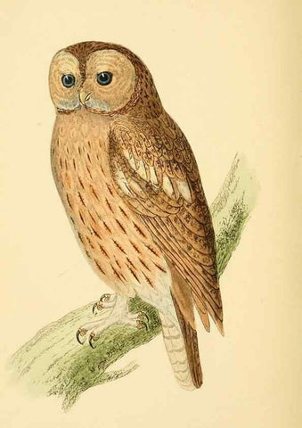 Reproducción/Reproduction 49676354321: A history of British birds.. London,Groombridge and Sons,[1862?-1867?]. 