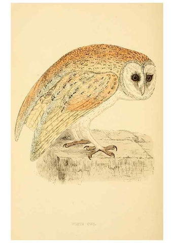 Reproducción/Reproduction 49676639357: A history of British birds.. London,Groombridge and Sons,[1862?-1867?]. 