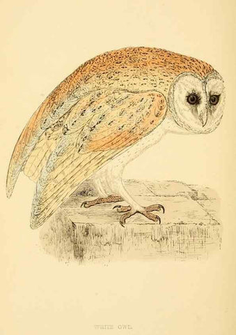 Reproducción/Reproduction 49676639357: A history of British birds.. London,Groombridge and Sons,[1862?-1867?]. 