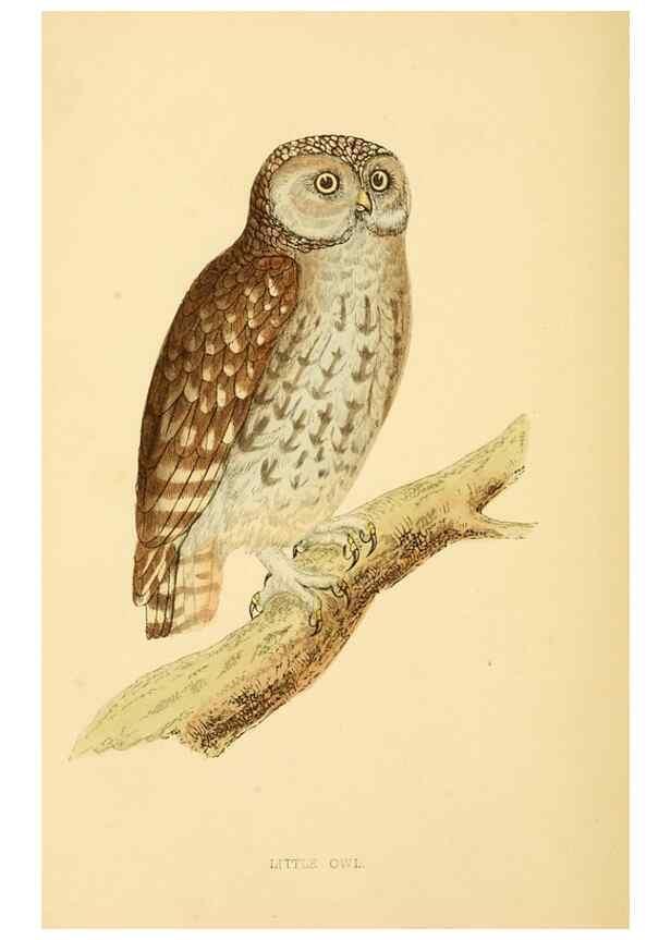 Reproducción/Reproduction 49676354921: A history of British birds.. London,Groombridge and Sons,[1862?-1867?]. 