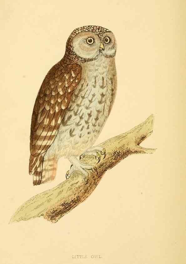 Reproducción/Reproduction 49676354921: A history of British birds.. London,Groombridge and Sons,[1862?-1867?]. 