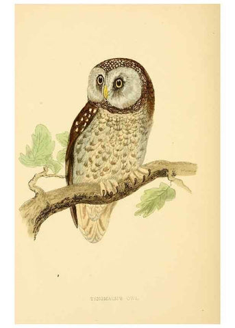 Reproducción/Reproduction 49675821958: A history of British birds.. London,Groombridge and Sons,[1862?-1867?]. 