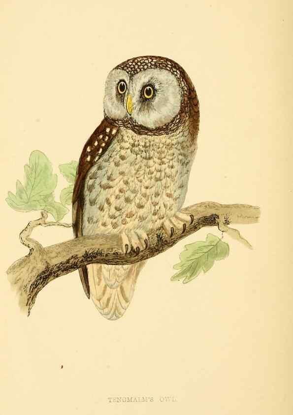 Reproducción/Reproduction 49675821958: A history of British birds.. London,Groombridge and Sons,[1862?-1867?]. 