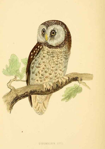 Reproducción/Reproduction 49675821958: A history of British birds.. London,Groombridge and Sons,[1862?-1867?]. 