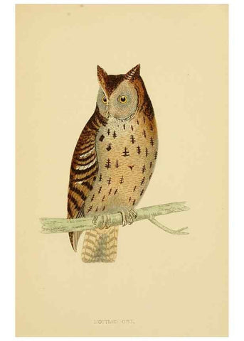 Reproducción/Reproduction 49675822213: A history of British birds.. London,Groombridge and Sons,[1862?-1867?]. 