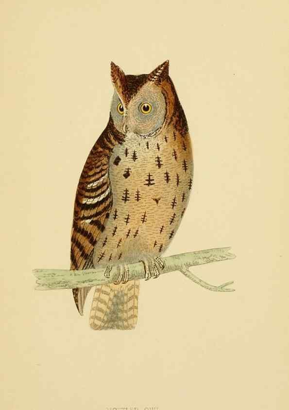 Reproducción/Reproduction 49675822213: A history of British birds.. London,Groombridge and Sons,[1862?-1867?]. 
