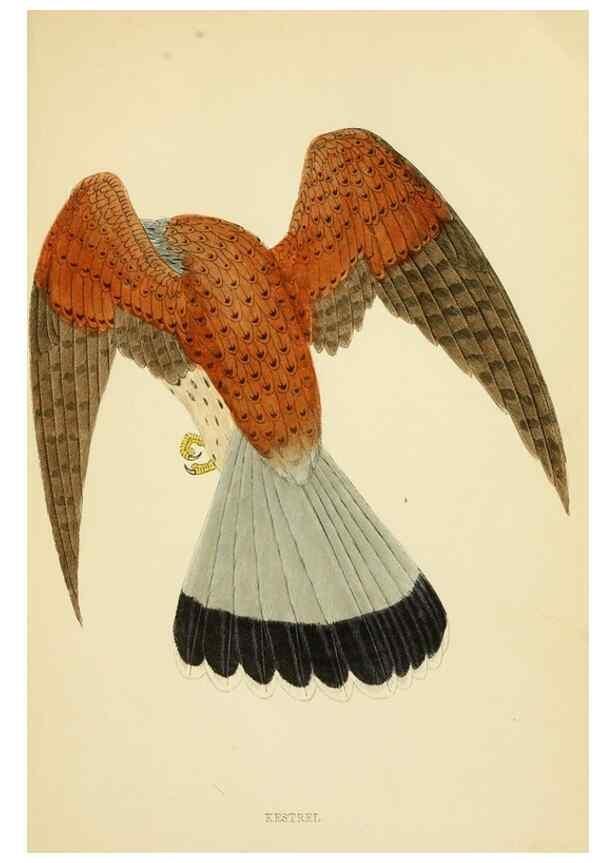 Reproducción/Reproduction 49675817663: A history of British birds.. London,Groombridge and Sons,[1862?-1867?]. 