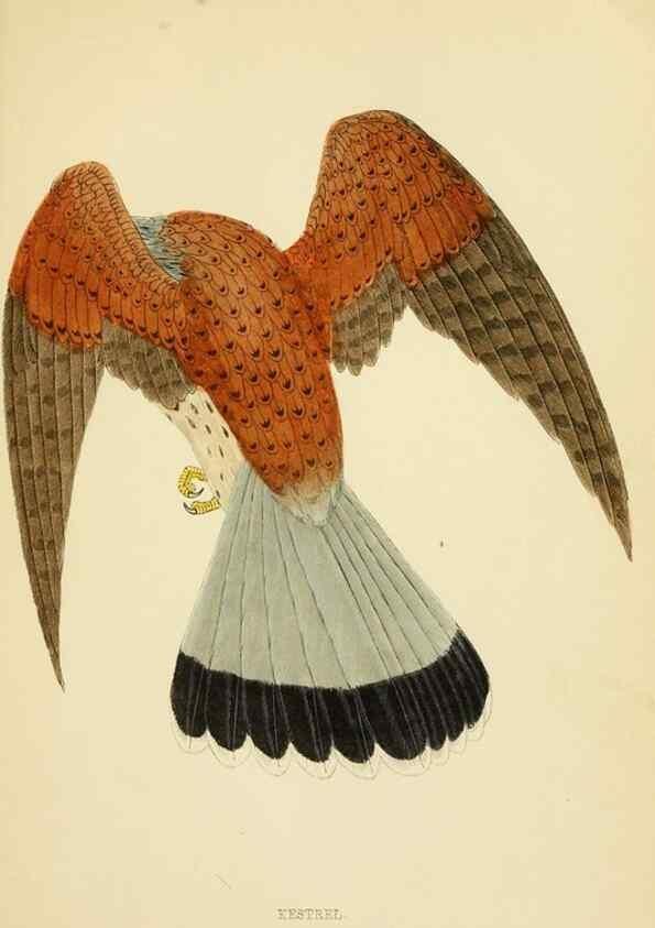 Reproducción/Reproduction 49675817663: A history of British birds.. London,Groombridge and Sons,[1862?-1867?]. 