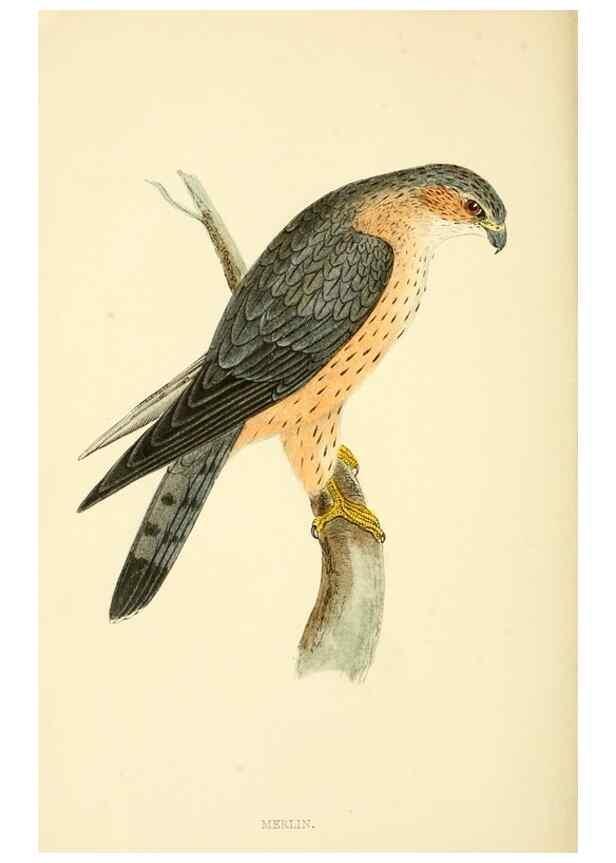 Reproducción/Reproduction 49676350391: A history of British birds.. London,Groombridge and Sons,[1862?-1867?]. 