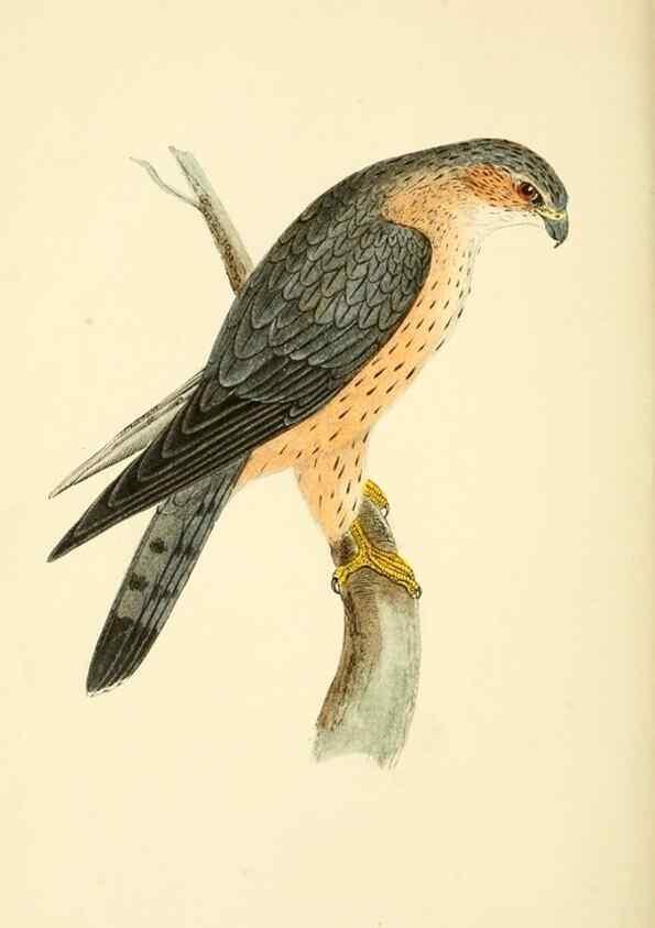 Reproducción/Reproduction 49676350391: A history of British birds.. London,Groombridge and Sons,[1862?-1867?]. 