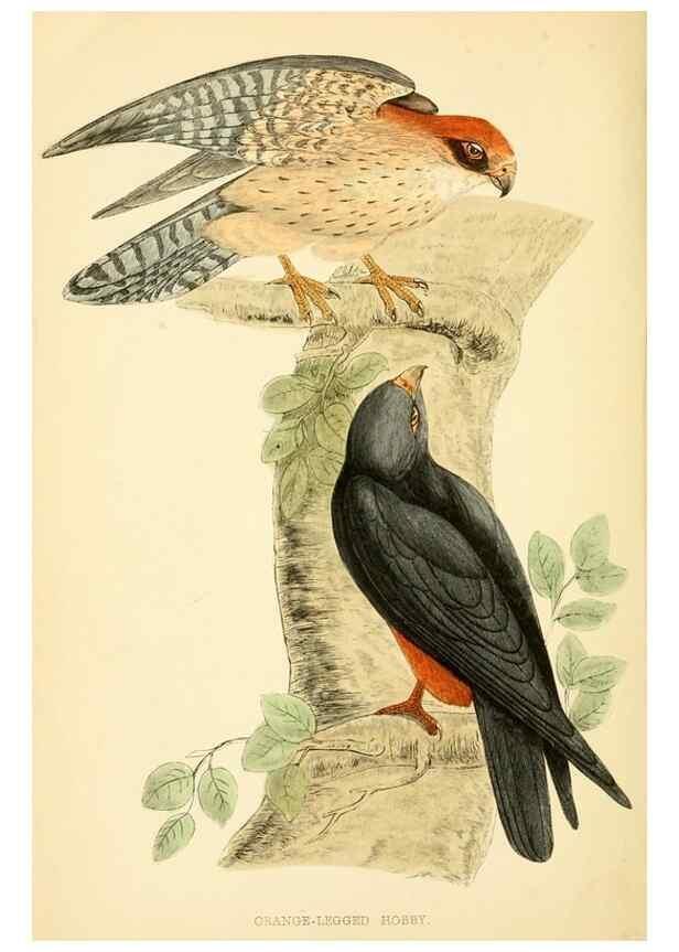 Reproducción/Reproduction 49675817073: A history of British birds.. London,Groombridge and Sons,[1862?-1867?]. 