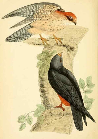 Reproducción/Reproduction 49675817073: A history of British birds.. London,Groombridge and Sons,[1862?-1867?]. 