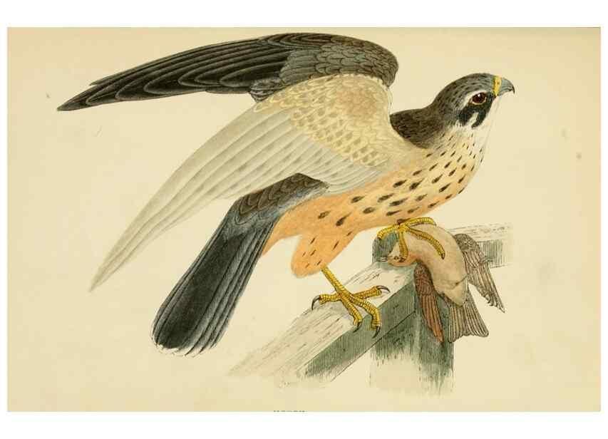Reproducción/Reproduction 49676349766: A history of British birds.. London,Groombridge and Sons,[1862?-1867?]. 