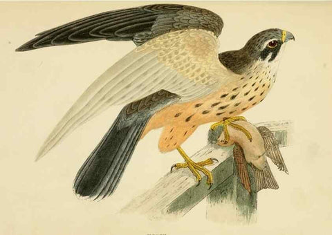 Reproducción/Reproduction 49676349766: A history of British birds.. London,Groombridge and Sons,[1862?-1867?]. 