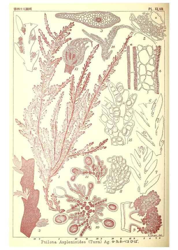 Reproducción/Reproduction 49674174767: Icones of Japanese algae.. Tokyo,Kazamashobo[1907-1942]. 