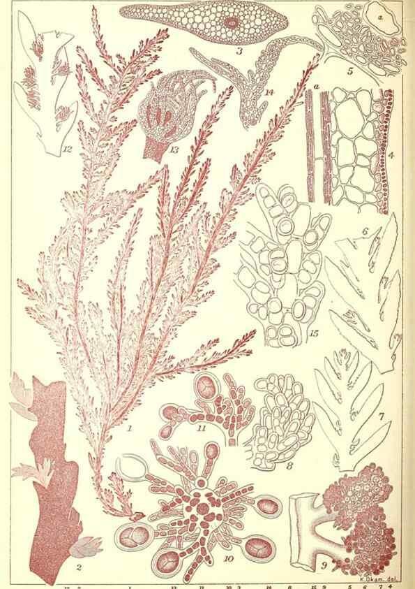 Reproducción/Reproduction 49674174767: Icones of Japanese algae.. Tokyo,Kazamashobo[1907-1942]. 