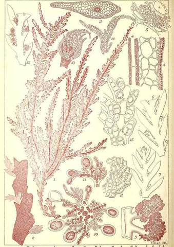 Reproducción/Reproduction 49674174767: Icones of Japanese algae.. Tokyo,Kazamashobo[1907-1942]. 