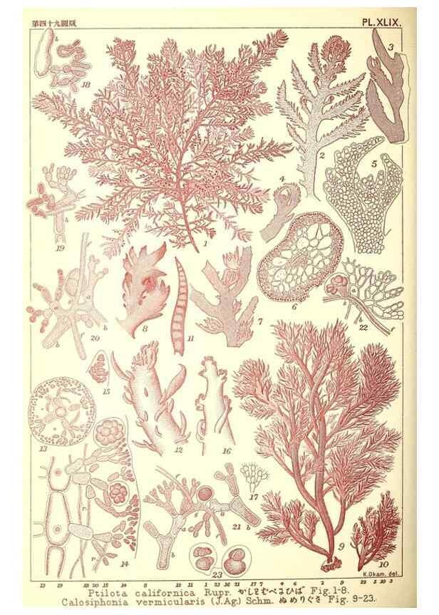 Reproducción/Reproduction 49674175127: Icones of Japanese algae.. Tokyo,Kazamashobo[1907-1942]. 