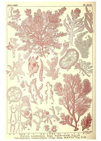 Reproducción/Reproduction 49674175127: Icones of Japanese algae.. Tokyo,Kazamashobo[1907-1942]. 