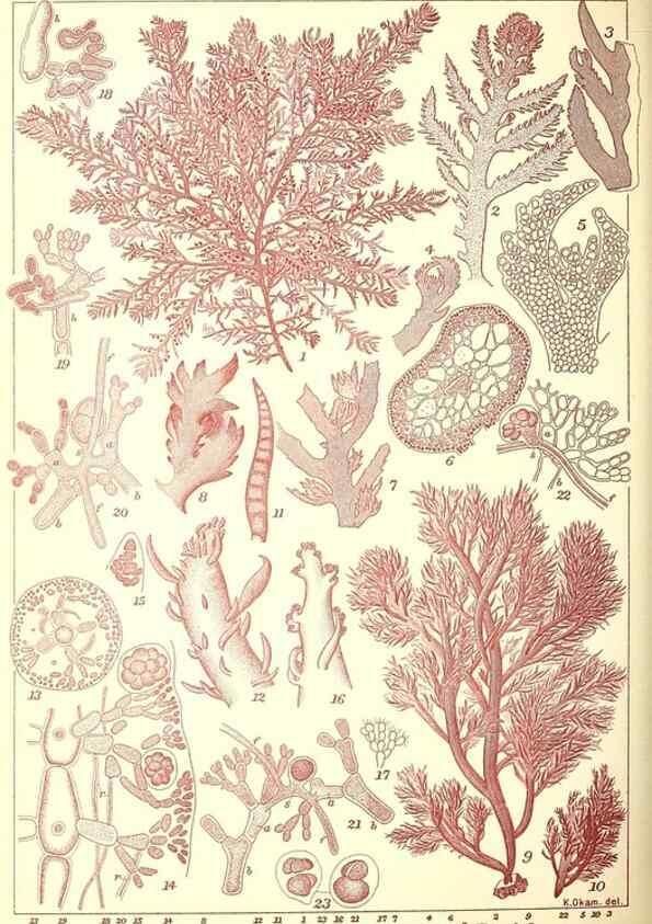 Reproducción/Reproduction 49674175127: Icones of Japanese algae.. Tokyo,Kazamashobo[1907-1942]. 