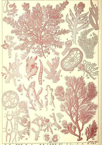 Reproducción/Reproduction 49674175127: Icones of Japanese algae.. Tokyo,Kazamashobo[1907-1942]. 
