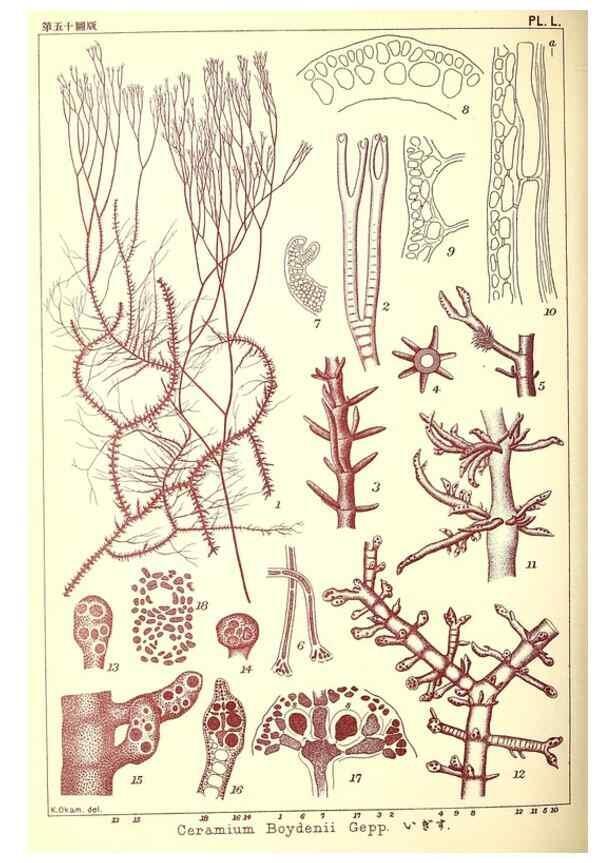 Reproducción/Reproduction 49673895131: Icones of Japanese algae.. Tokyo,Kazamashobo[1907-1942]. 