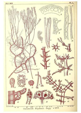 Reproducción/Reproduction 49673895131: Icones of Japanese algae.. Tokyo,Kazamashobo[1907-1942]. 