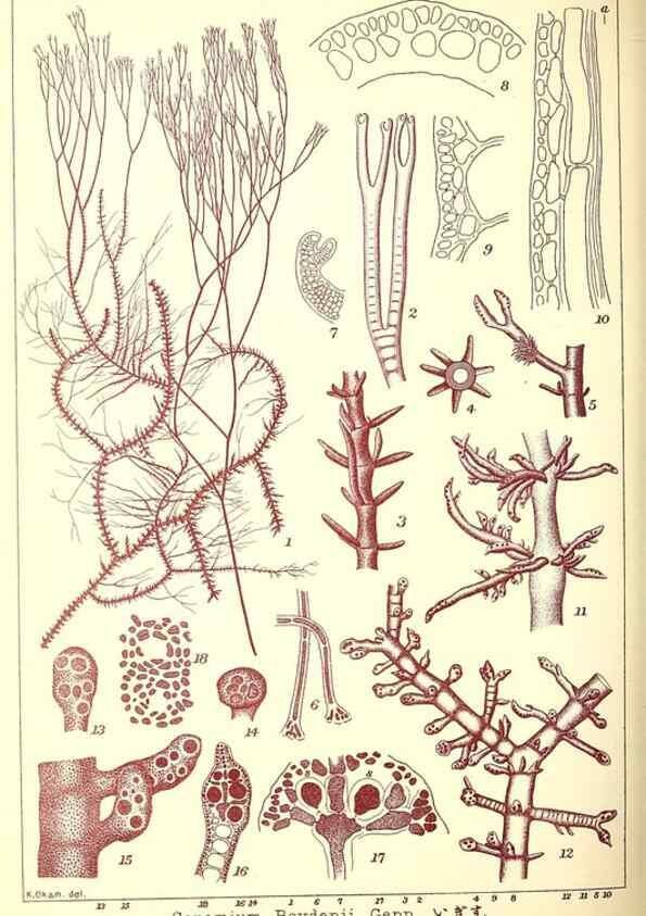 Reproducción/Reproduction 49673895131: Icones of Japanese algae.. Tokyo,Kazamashobo[1907-1942]. 