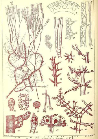 Reproducción/Reproduction 49673895131: Icones of Japanese algae.. Tokyo,Kazamashobo[1907-1942]. 