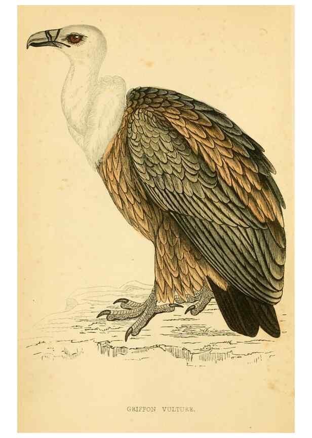 Reproducción/Reproduction 49675812718: A history of British birds.. London,Groombridge and Sons,[1862?-1867?]. 