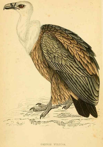 Reproducción/Reproduction 49675812718: A history of British birds.. London,Groombridge and Sons,[1862?-1867?]. 