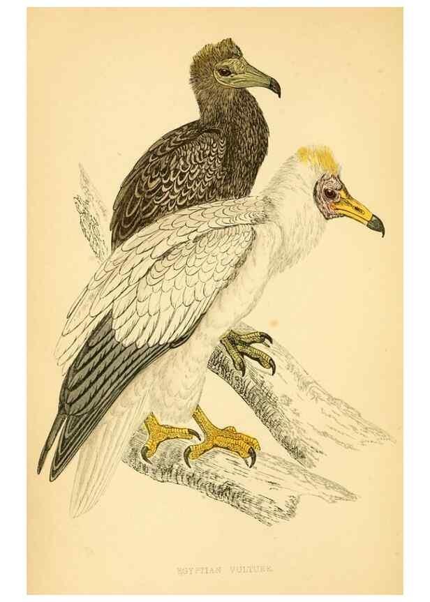 Reproducción/Reproduction 49676345966: A history of British birds.. London,Groombridge and Sons,[1862?-1867?]. 