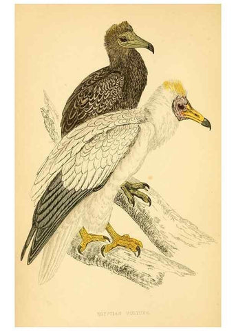 Reproducción/Reproduction 49676345966: A history of British birds.. London,Groombridge and Sons,[1862?-1867?]. 