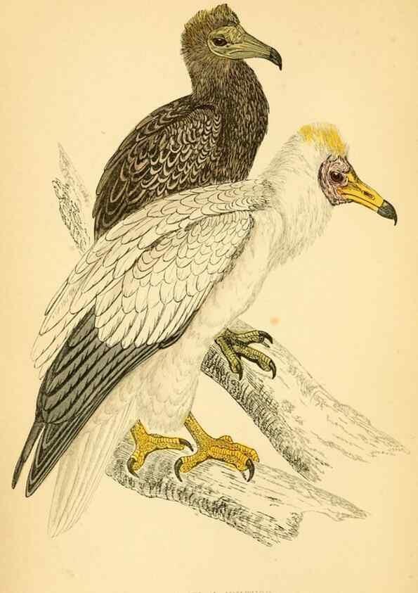 Reproducción/Reproduction 49676345966: A history of British birds.. London,Groombridge and Sons,[1862?-1867?]. 