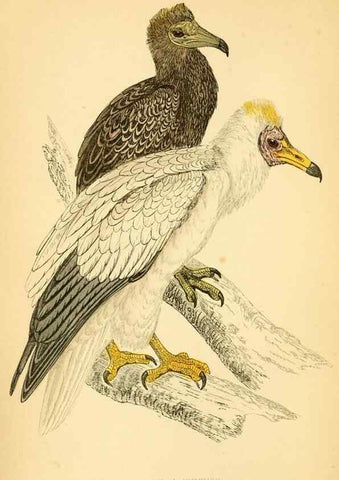Reproducción/Reproduction 49676345966: A history of British birds.. London,Groombridge and Sons,[1862?-1867?]. 