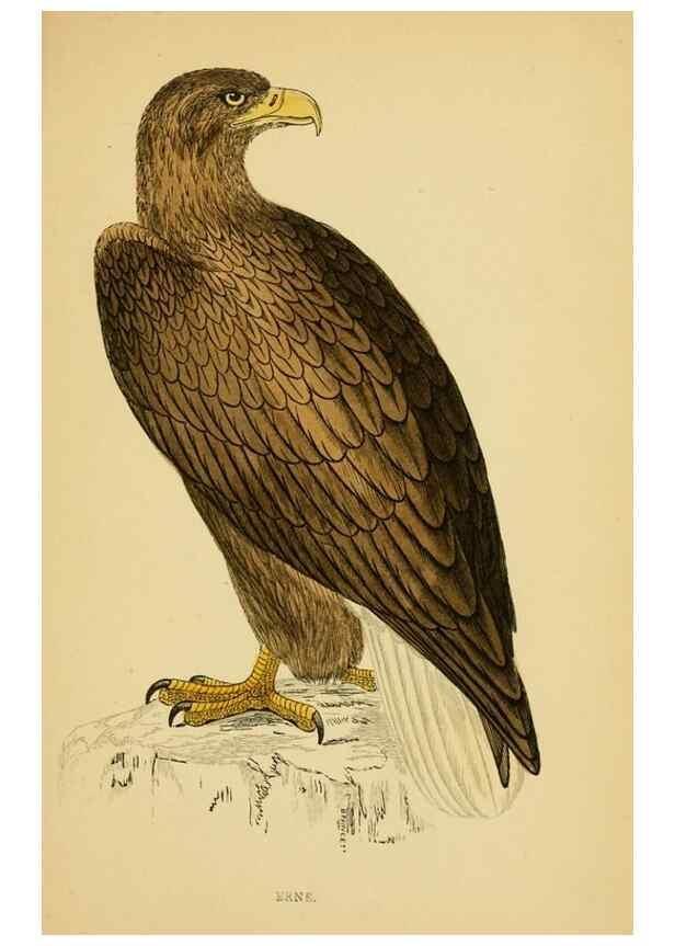 Reproducción/Reproduction 49676631487: A history of British birds.. London,Groombridge and Sons,[1862?-1867?]. 
