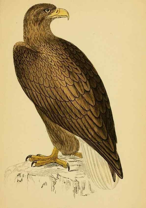 Reproducción/Reproduction 49676631487: A history of British birds.. London,Groombridge and Sons,[1862?-1867?]. 