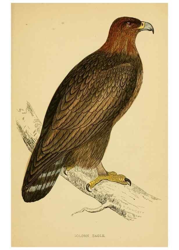 Reproducción/Reproduction 49676346641: A history of British birds.. London,Groombridge and Sons,[1862?-1867?]. 