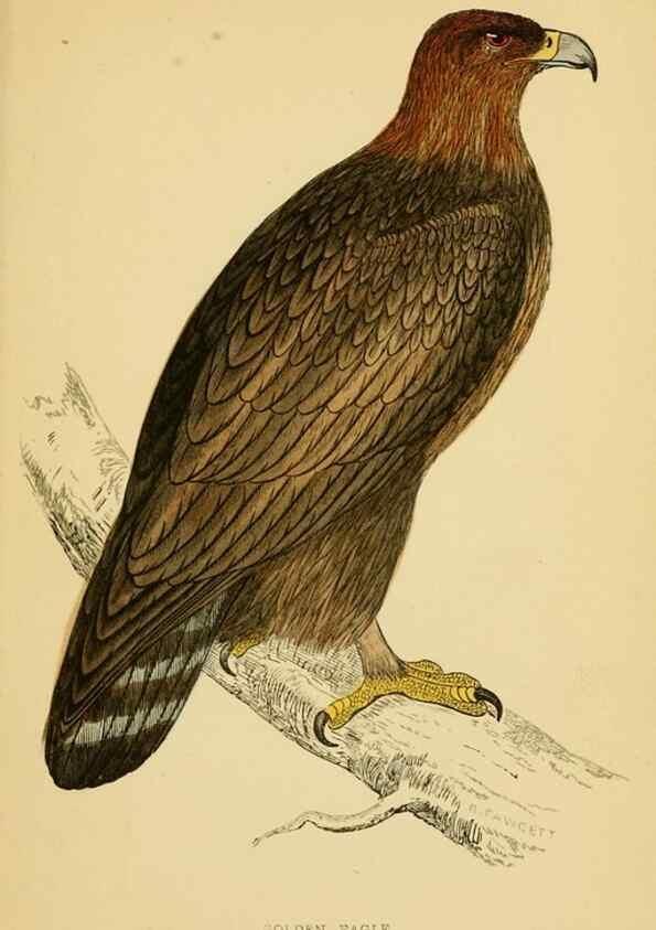 Reproducción/Reproduction 49676346641: A history of British birds.. London,Groombridge and Sons,[1862?-1867?]. 