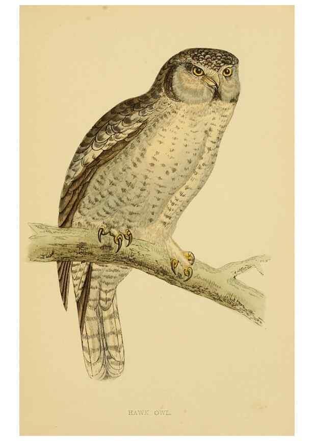 Reproducción/Reproduction 49675822438: A history of British birds.. London,Groombridge and Sons,[1862?-1867?]. 