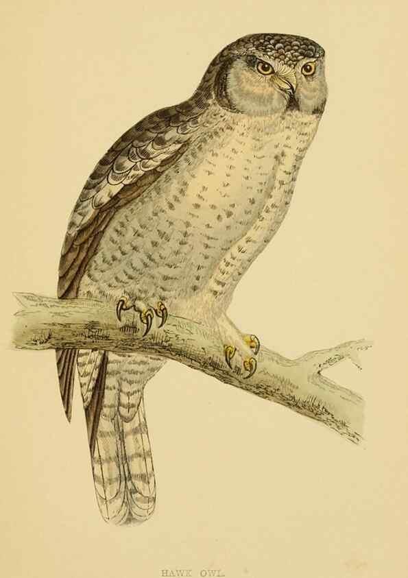 Reproducción/Reproduction 49675822438: A history of British birds.. London,Groombridge and Sons,[1862?-1867?]. 