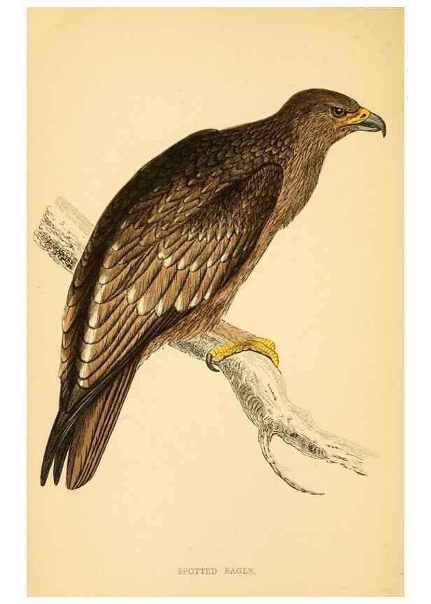 Reproducción/Reproduction 49676632097: A history of British birds.. London,Groombridge and Sons,[1862?-1867?]. 