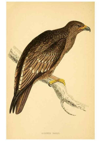 Reproducción/Reproduction 49676632097: A history of British birds.. London,Groombridge and Sons,[1862?-1867?]. 