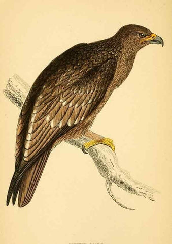 Reproducción/Reproduction 49676632097: A history of British birds.. London,Groombridge and Sons,[1862?-1867?]. 