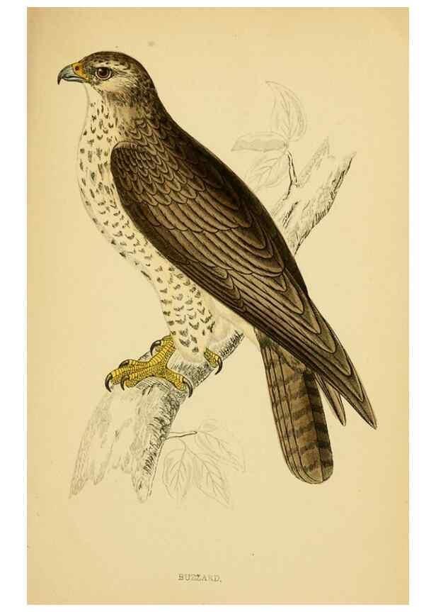 Reproducción/Reproduction 49676347556: A history of British birds.. London,Groombridge and Sons,[1862?-1867?]. 