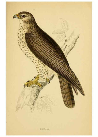 Reproducción/Reproduction 49676347556: A history of British birds.. London,Groombridge and Sons,[1862?-1867?]. 