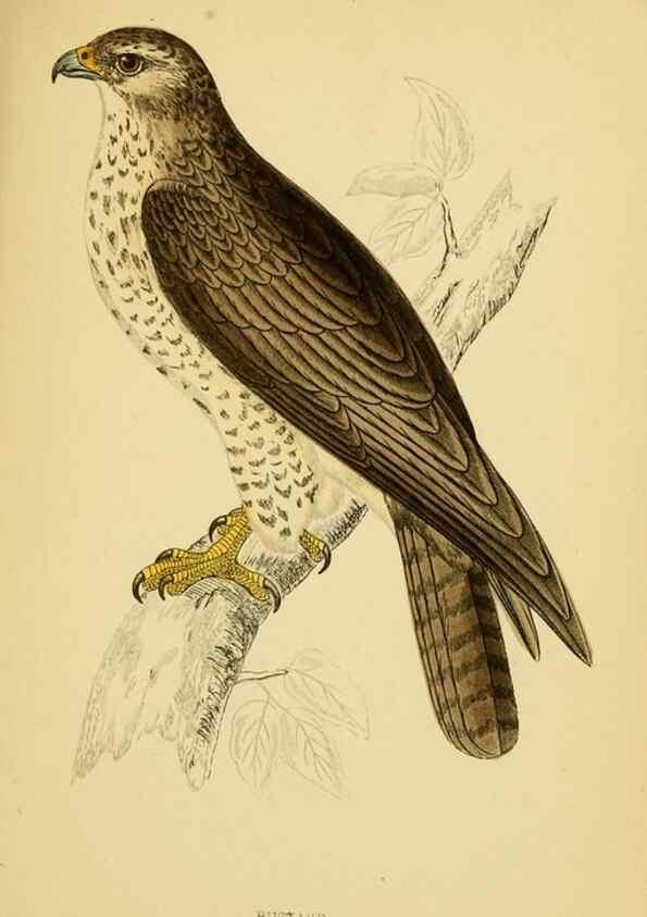Reproducción/Reproduction 49676347556: A history of British birds.. London,Groombridge and Sons,[1862?-1867?]. 